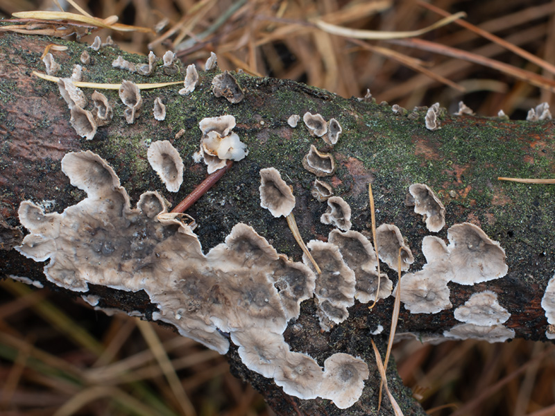 Stereum sanguinolentum